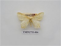 藏品(尺蛾321)的圖片